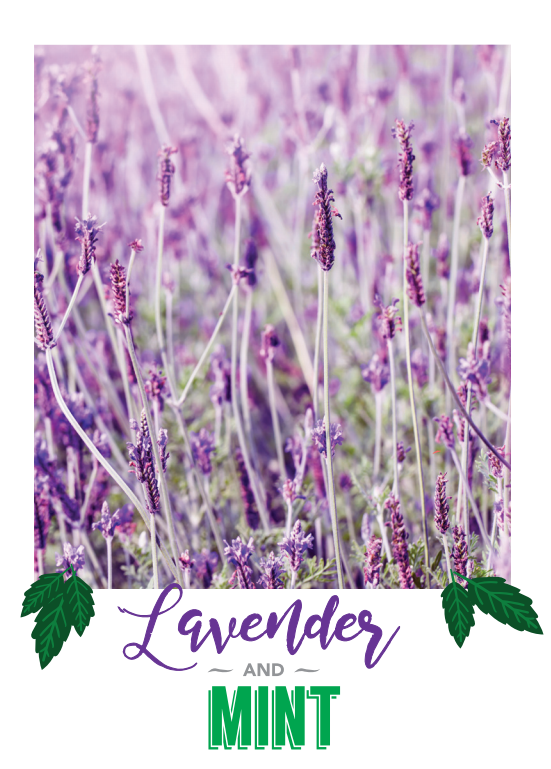 Lavender and Mint
